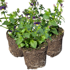 Nemesia 'Nuvo Blue Bicolour' from Cedar Nursery, Cobham
