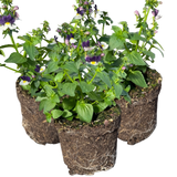 Nemesia 'Nuvo Blue Bicolour' from Cedar Nursery, Cobham