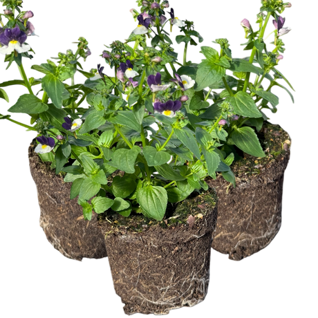 Nemesia 'Nuvo Blue Bicolour' from Cedar Nursery, Cobham