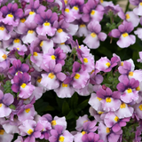 Nemesia 'Nuvo Pink Bicolour' from Cedar Nursery, Cobham
