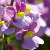 Nemesia 'Nuvo Pink Bicolour' from Cedar Nursery, Cobham