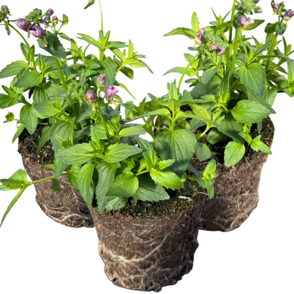 Nemesia 'Nuvo Purple Bicolour' from Cedar Nursery, Cobham