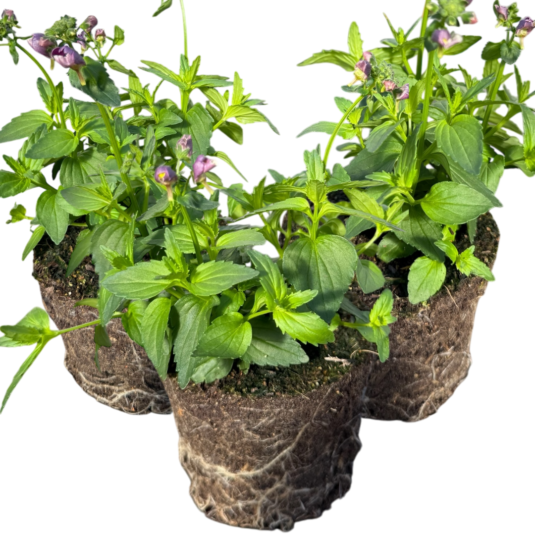 Nemesia 'Nuvo Purple Bicolour' from Cedar Nursery, Cobham