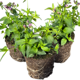 Nemesia 'Nuvo Purple Bicolour' from Cedar Nursery, Cobham