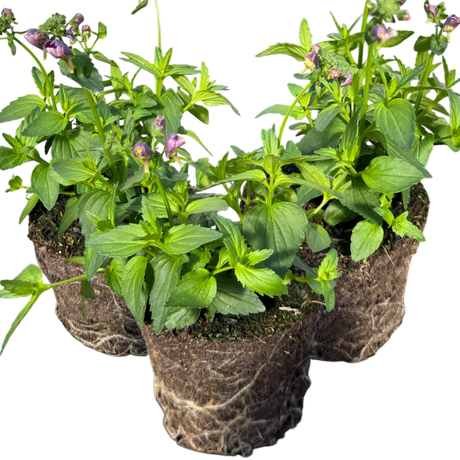 Nemesia 'Nuvo Purple Bicolour' from Cedar Nursery, Cobham