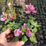 Nemesia 'Nuvo Rose' from Cedar Nursery, Cobham
