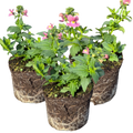 Nemesia 'Nuvo Rose' from Cedar Nursery, Cobham