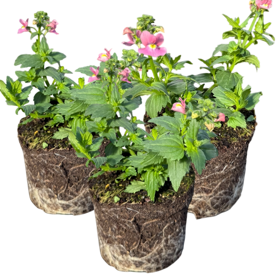 Nemesia 'Nuvo Rose' from Cedar Nursery, Cobham