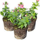 Nemesia 'Nuvo Rose' from Cedar Nursery, Cobham