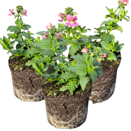 Nemesia 'Nuvo Rose' from Cedar Nursery, Cobham