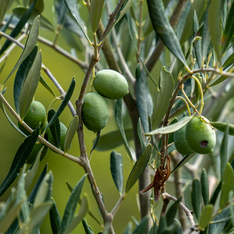 Olea europaea Olive Bush 2L at Cedar Nursery Surrey