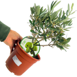 Olea europaea Olive Bush 2L at Cedar Nursery Surrey