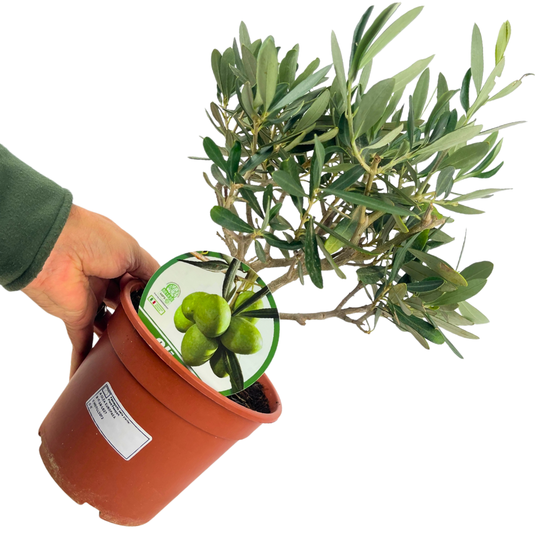 Olea europaea (Olive Tree)