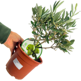 Olea europaea (Olive Tree)
