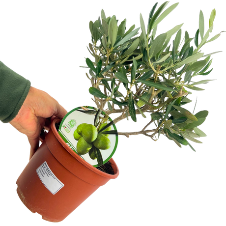 Olea europaea Olive Bush 2L at Cedar Nursery Surrey