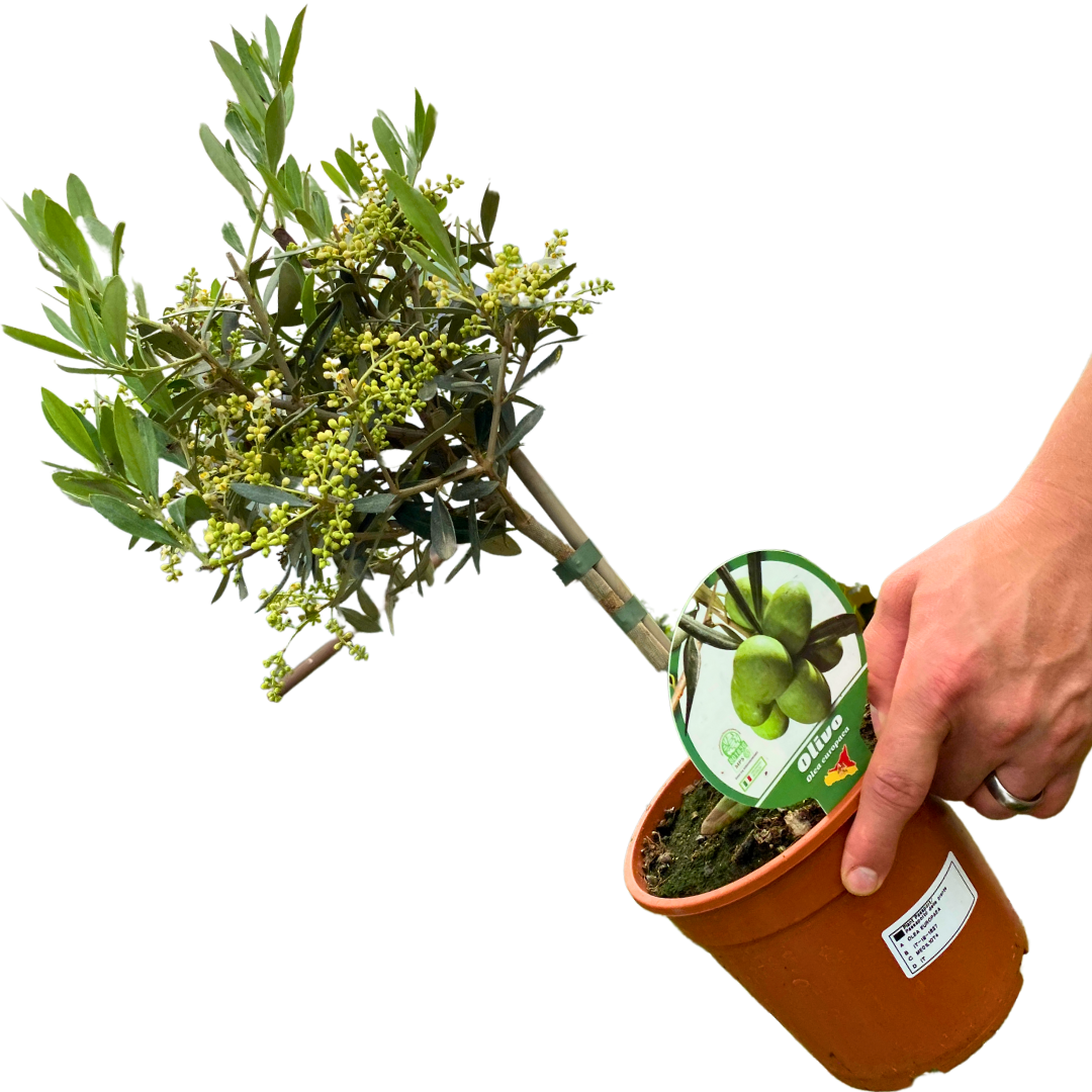 Olea europaea (Olive Tree)