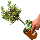 Olea europaea (Olive Tree)