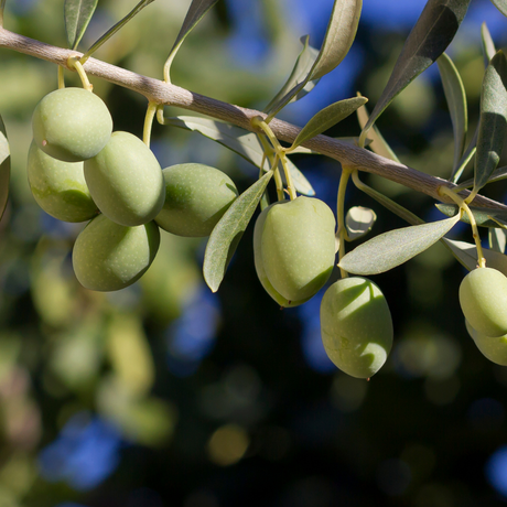 Olea europaea Olive Bush 2L at Cedar Nursery Surrey