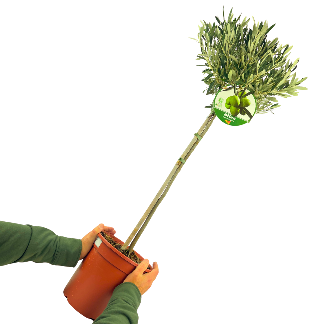 Olea europaea (Olive Tree)