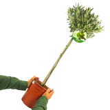 Olea europaea (Olive Tree)