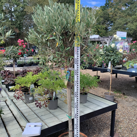 Olea europaea - Loose Head (Olive Tree)