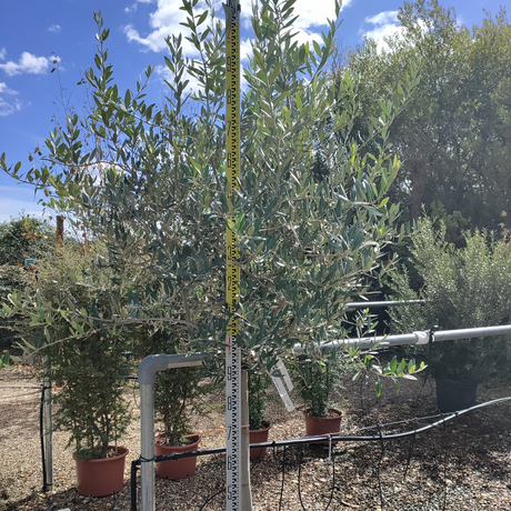 Olea europaea - Loose Head (Olive Tree)