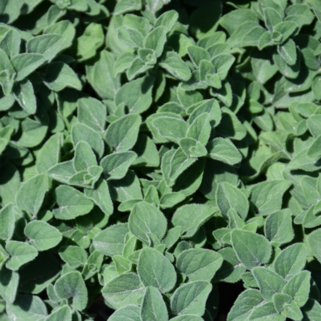 Origanum vulgare Growers Mix 1L at Cedar Nursery Surrey