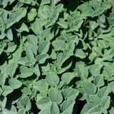 Origanum vulgare Growers Mix 1L at Cedar Nursery Surrey