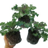 Brassica oleracea var. acephala Growers Selection from Cedar Nursery, Cobham