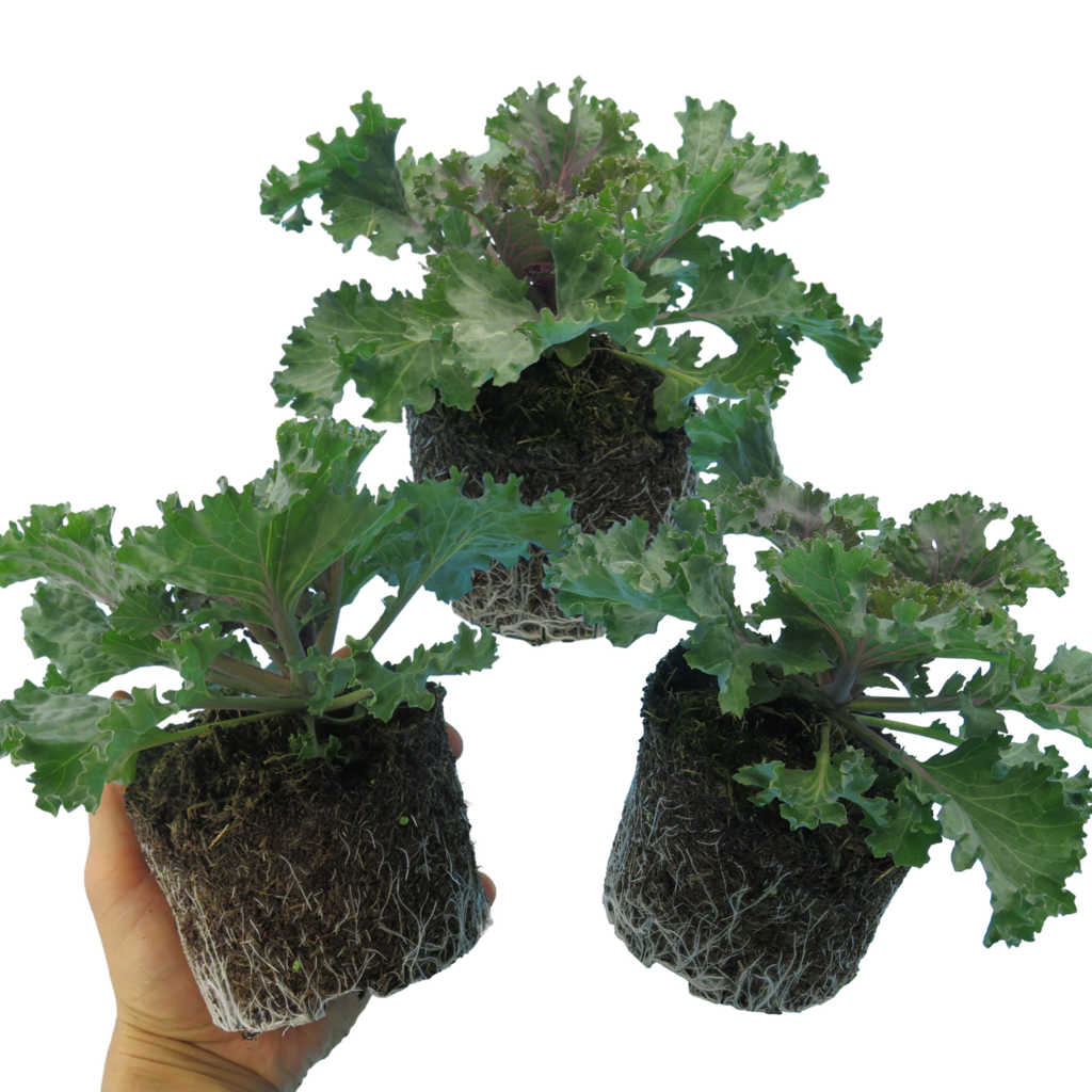 Brassica oleracea var. acephala 'Red' from Cedar Nursery, Cobham