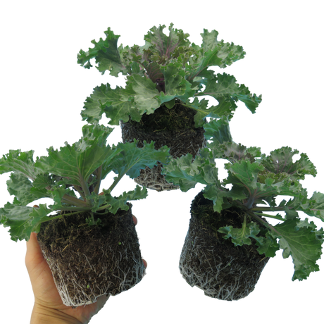 Brassica oleracea var. acephala 'Red' from Cedar Nursery, Cobham