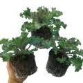 Brassica oleracea var. acephala 'White' from Cedar Nursery, Cobham