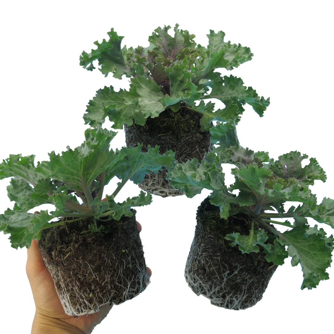 Brassica oleracea var. acephala 'White' from Cedar Nursery, Cobham