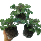 Brassica oleracea var. acephala 'White' from Cedar Nursery, Cobham