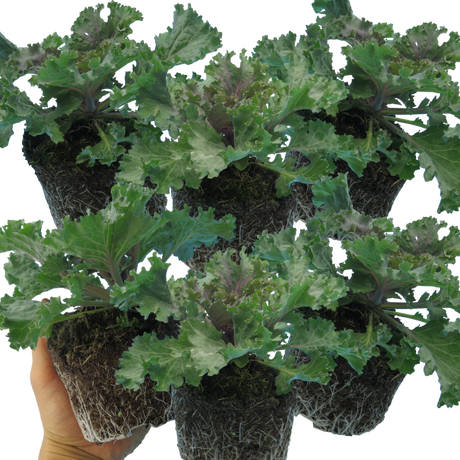 Brassica oleracea var. acephala 'White' from Cedar Nursery, Cobham
