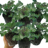 Brassica oleracea var. acephala 'Rose' from Cedar Nursery, Cobham