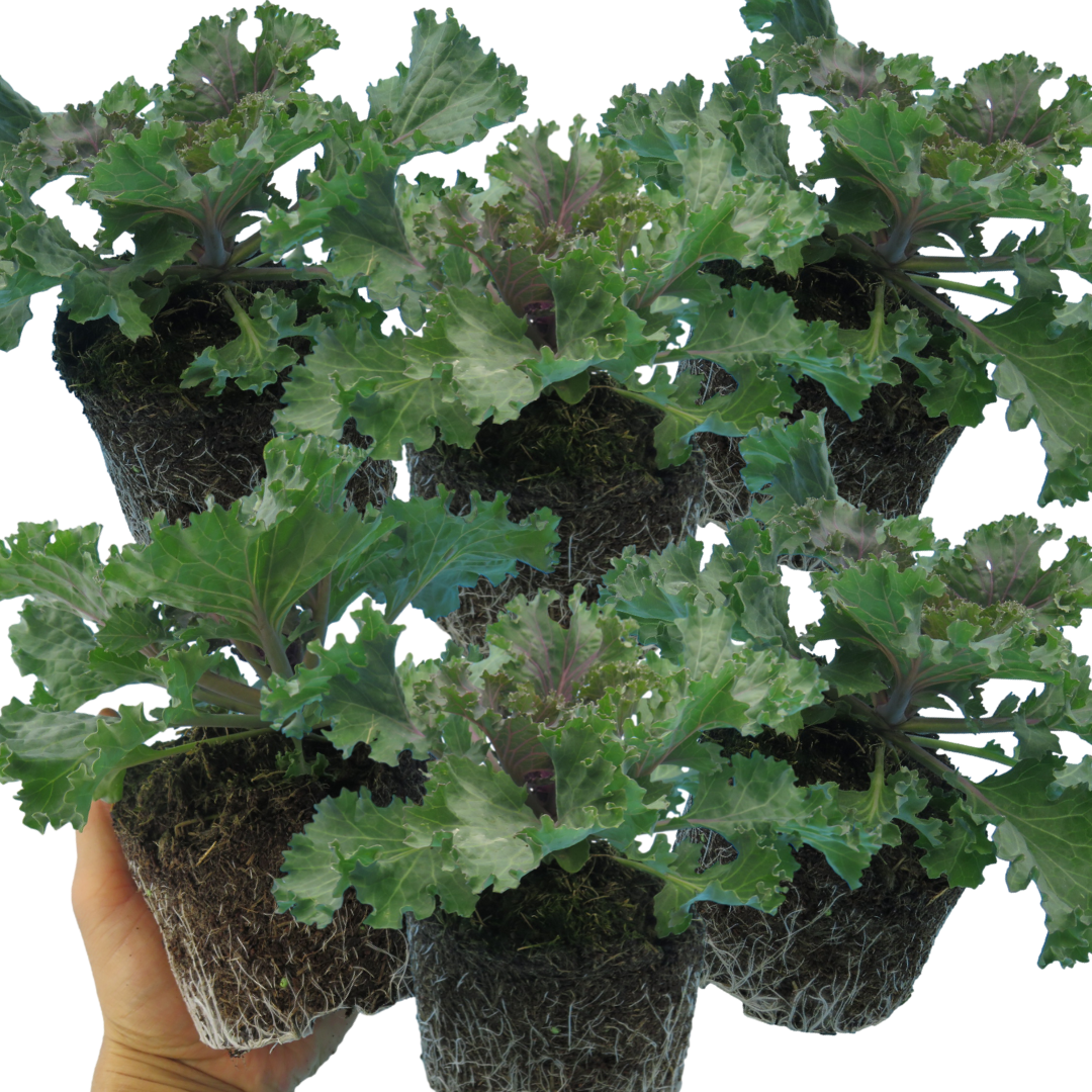 Brassica oleracea var. acephala Growers Selection from Cedar Nursery, Cobham