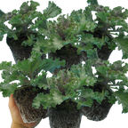 Brassica oleracea var. acephala Growers Selection from Cedar Nursery, Cobham