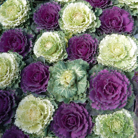 Brassica oleracea var. acephala Growers Selection from Cedar Nursery, Cobham