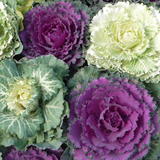 Brassica oleracea var. acephala Growers Selection from Cedar Nursery, Cobham