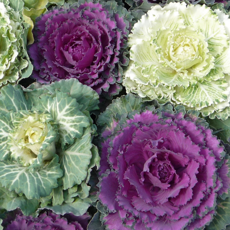 Brassica oleracea var. acephala Growers Selection from Cedar Nursery, Cobham