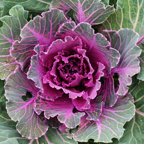 Brassica oleracea var. acephala 'Red' from Cedar Nursery, Cobham