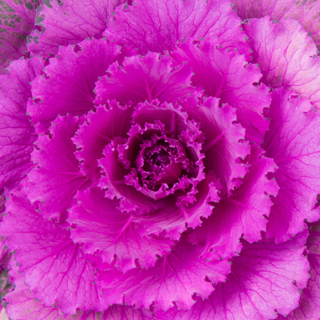Brassica oleracea var. acephala 'Red' from Cedar Nursery, Cobham