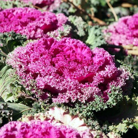 Brassica oleracea var. acephala 'Rose' from Cedar Nursery, Cobham