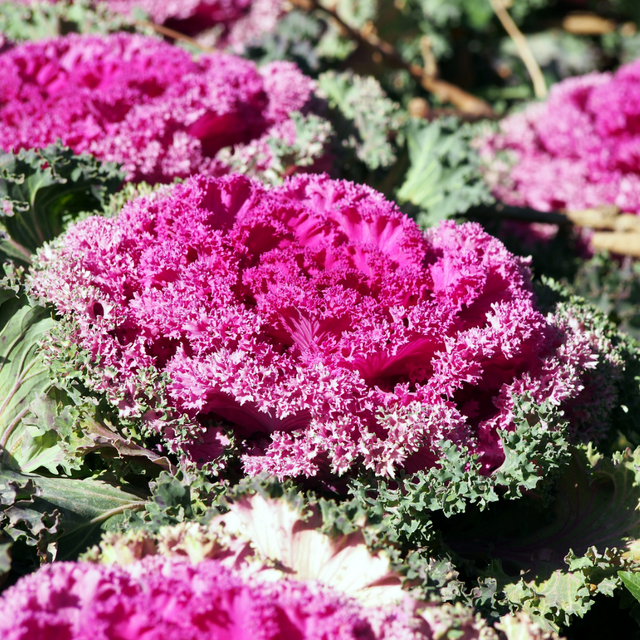 Brassica oleracea var. acephala 'Rose' from Cedar Nursery, Cobham