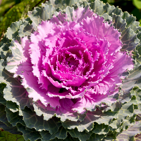 Brassica oleracea var. acephala 'Rose' from Cedar Nursery, Cobham