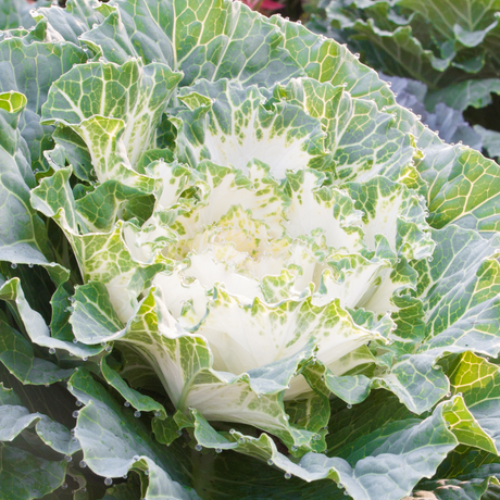 Brassica oleracea var. acephala 'White' from Cedar Nursery, Cobham