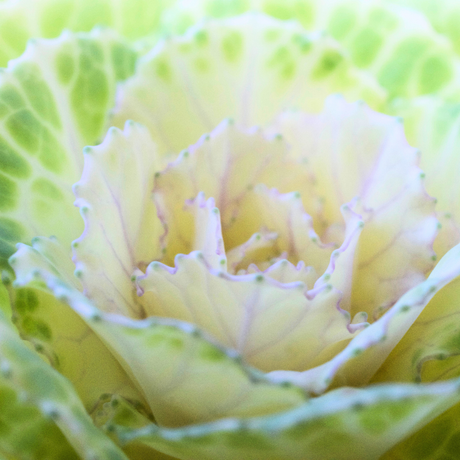 Brassica oleracea var. acephala 'White' from Cedar Nursery, Cobham