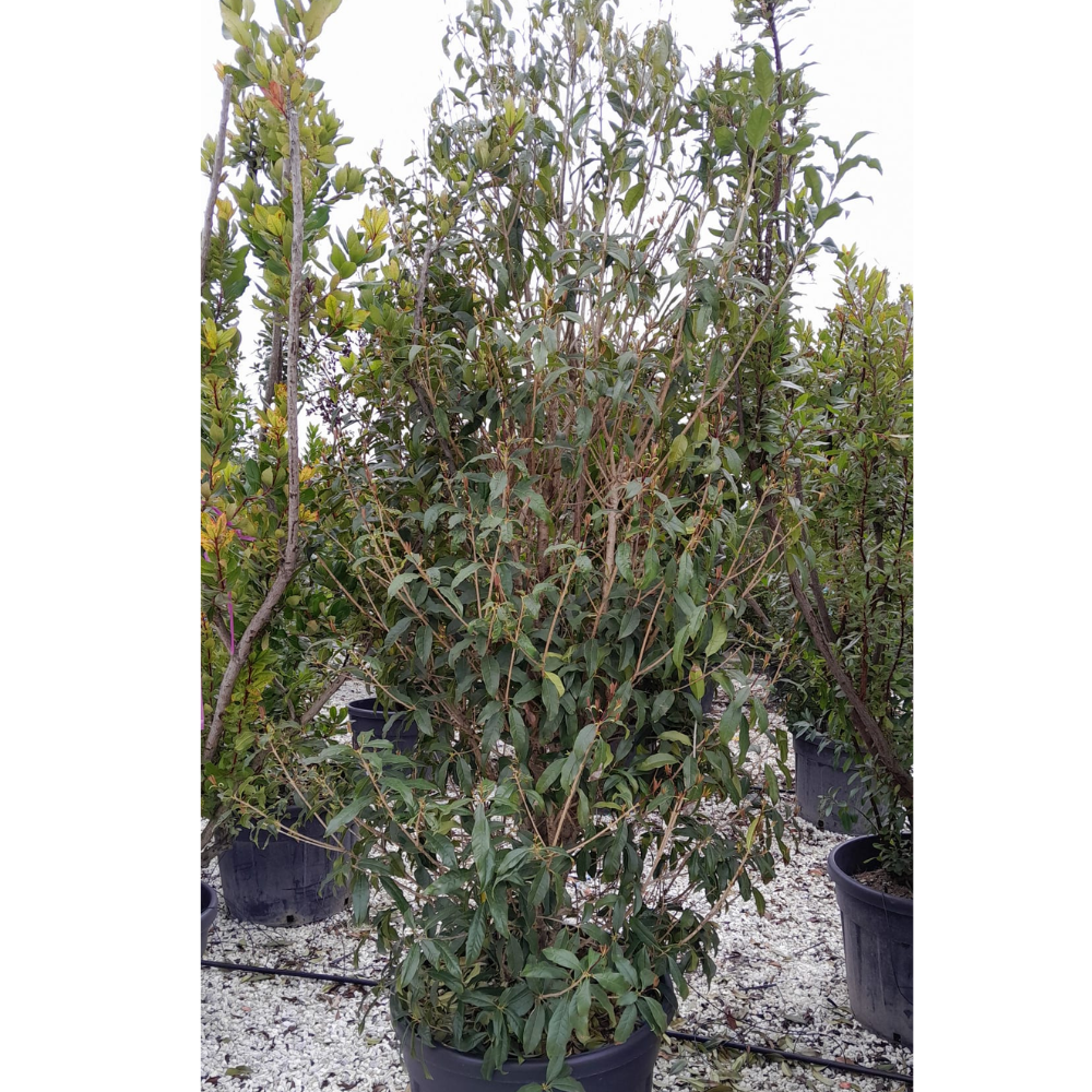 Osmanthus fragrans f. aurantiacus