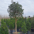 Osmanthus fragrans